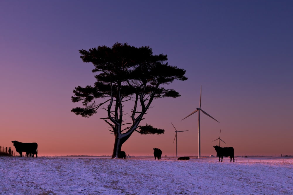 Cattle standing in a field at sunrise with wind turbines in the background near Edgewood Iowa United States of America Canvas Art - Lucas Payne Design Pics (19 x 12)
