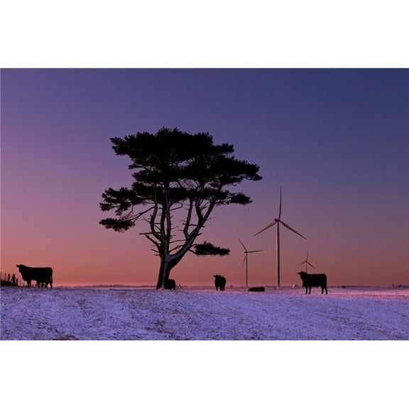 Cattle standing in a field at sunrise with wind turbines in the background near Edgewood; Iowa United States of Americ 1