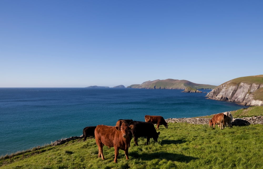 Cattle with distant Blasket Islands Slea Head Dingle Peninsula County Kerry Ireland Canvas Art - Panoramic Images (27 x 9)