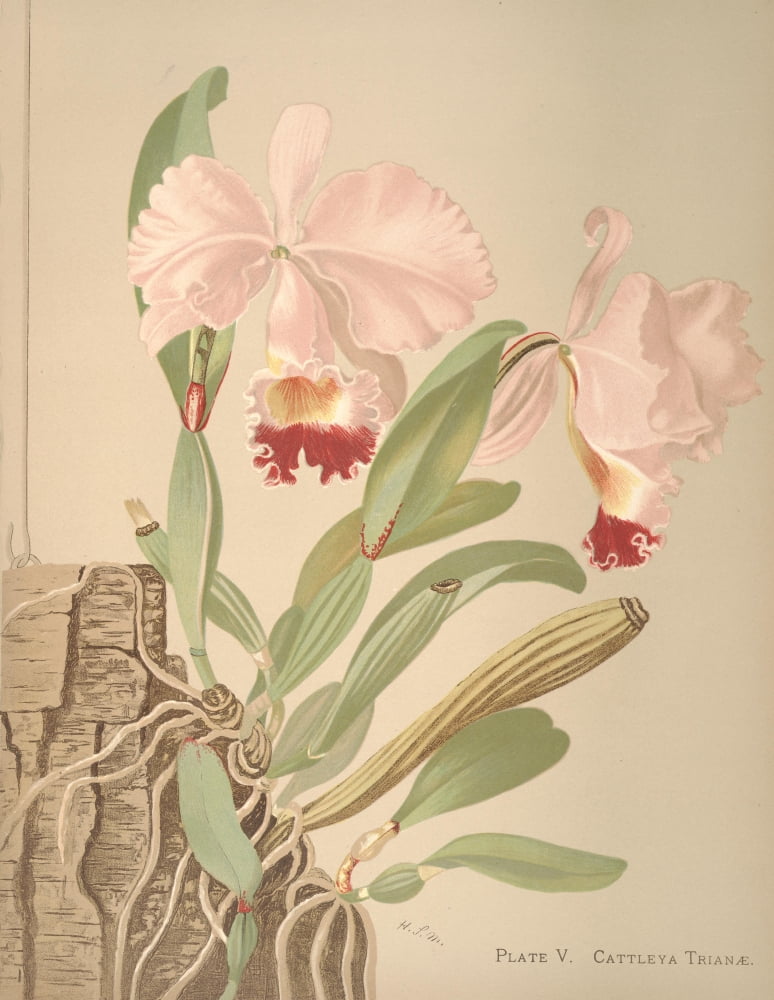 Cattleya Canvas Art - HS Miner (24 x 36)