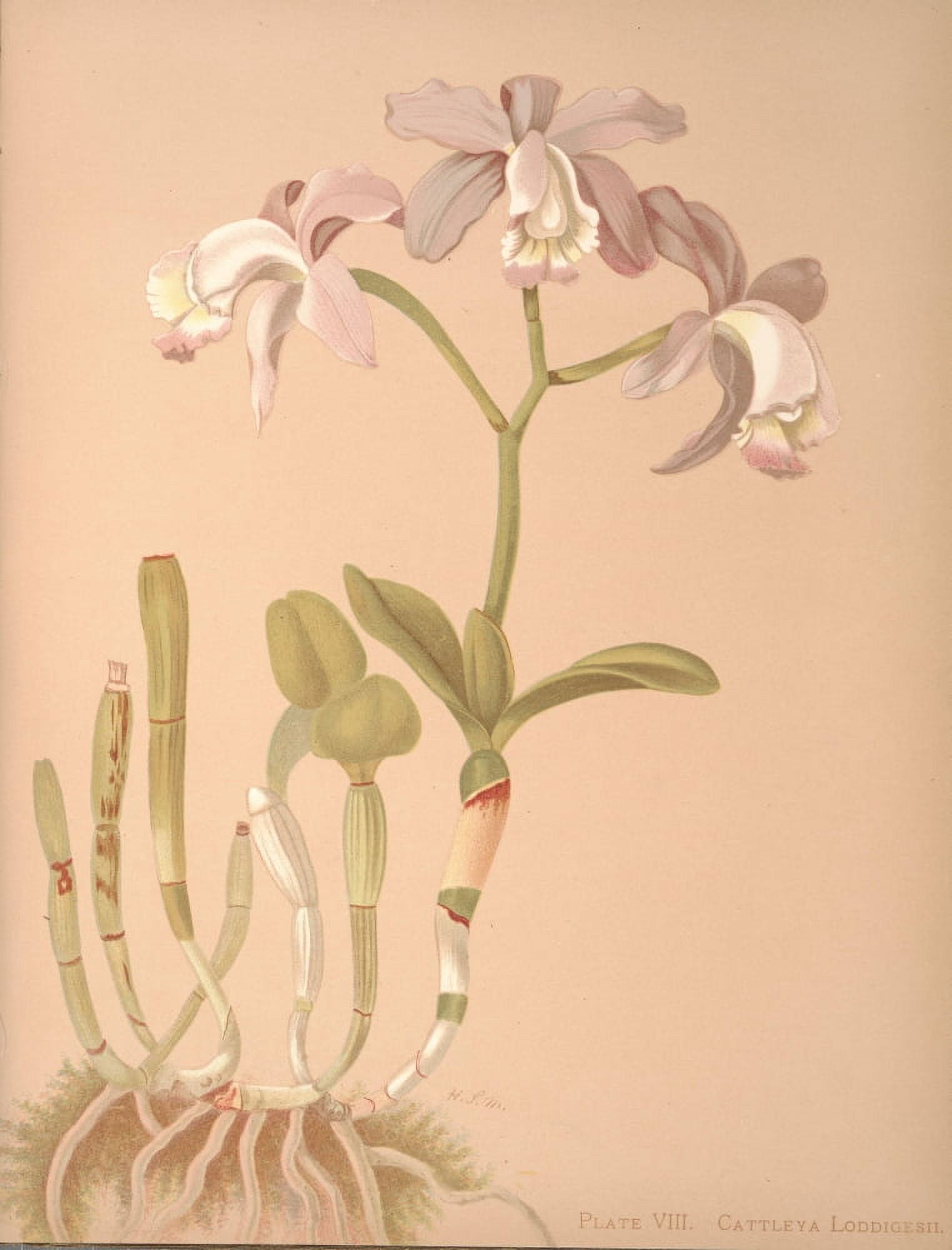 Cattleya Loddigesii Canvas Art - HS Miner (18 x 24)