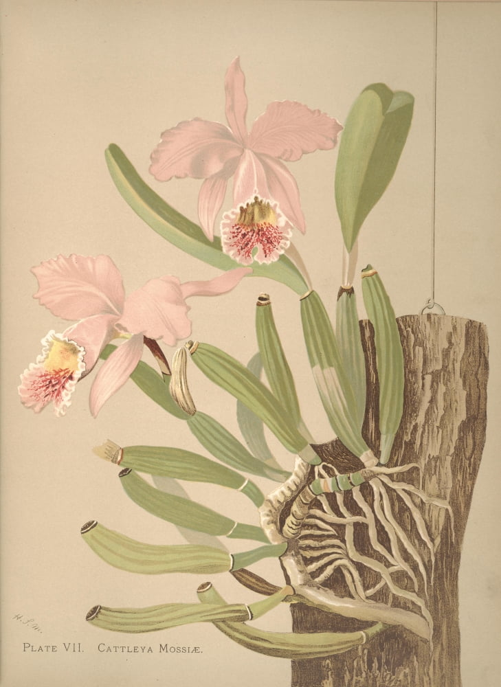 Cattleya Mossiae Canvas Art - HS Miner (24 x 36)