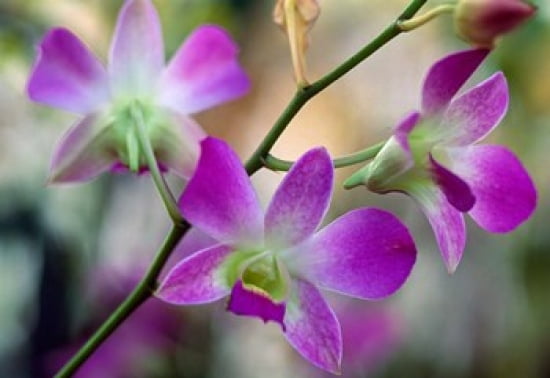 Cattleya Orchid Flower Blossoms Canvas Art - Panoramic Images (18 x 12)