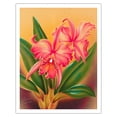 thumbnail image 1 of Cattleya Orchid Hawai’i - The Queen of Orchids - Vintage Hawaiian Airbrush Art by Frank Oda (Hale Pua Studio) c.1940s - Fine Art Matte Paper Print (Unframed) 11x14in, 1 of 4