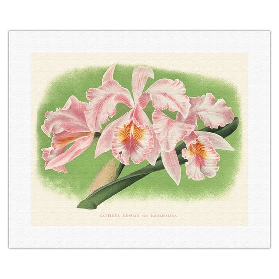 Cattleya Orchid - Cattleya Mossiae var. Bousiesiana - Vintage Botanical Illustration by Jean Jules Linden c.1888 - Fine Art Rolled Canvas Print (Unframed) 16in x 20in