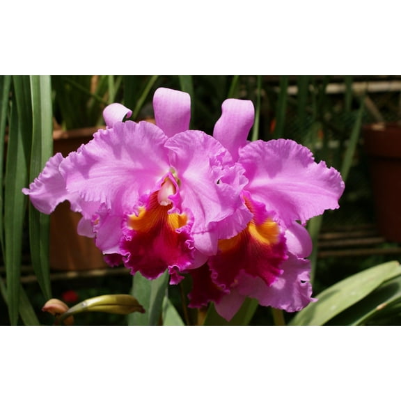 Cattleya Orchid Starter Plant Hawaiian 4 Pack #F4