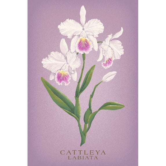 Cattleya, Orchid, Vintage Flora (9x12 Wall Art Print, Home Decor)
