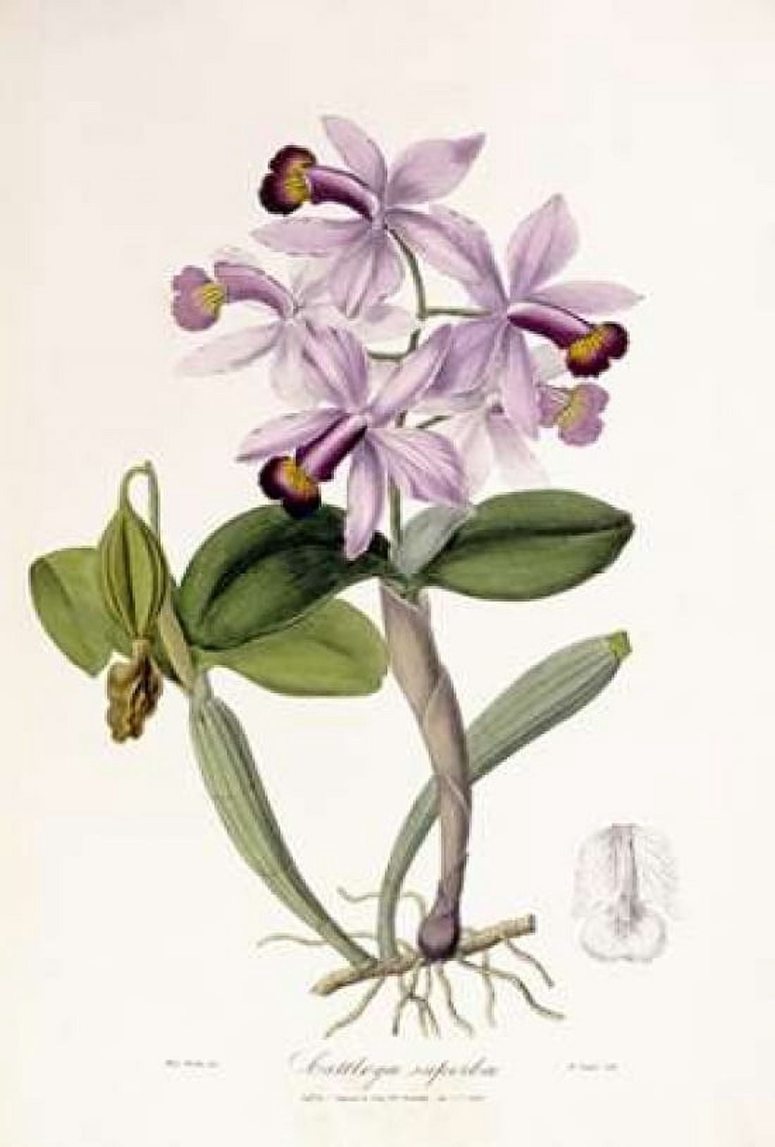 Cattleya Superba Orchid Canvas Art - John Lindley (20 x 28)