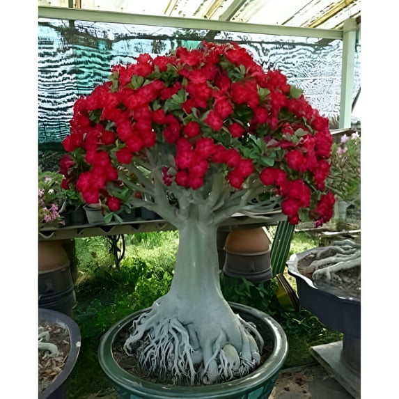 Caudex Bonsai - Desert Rose Adenium Obesum - one Year Old - New Hybrid
