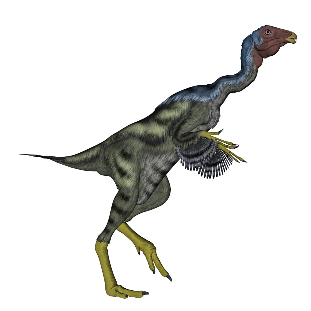 Caudipteryx dinosaur Canvas Art - Elena DuvernayStocktrek Images (29 x 29)