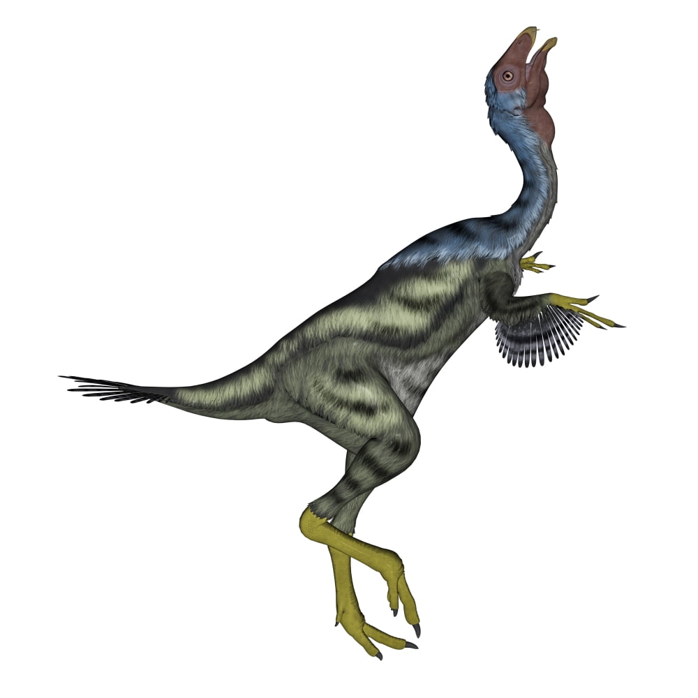 Caudipteryx dinosaur with head up Canvas Art - Elena DuvernayStocktrek Images (29 x 29)
