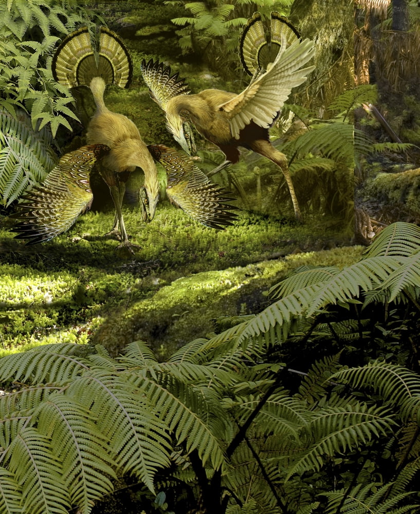 Caudipteryx displaying beautiful plumage as part of the mating ritual Canvas Art - Jan SovakStocktrek Images (25 x 31)
