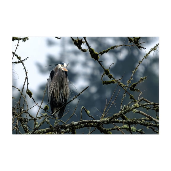 Caught Looking - Rainier Oregon Photography Wildlife Bird Nature Woodland Scenic Animal Forest Unframed Wall Art Print 4 x 6 inches