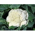 thumbnail image 1 of Cauliflower Snowball Great Heirloom Vegetable ~ BULK 10,000 Seeds, 1 of 1