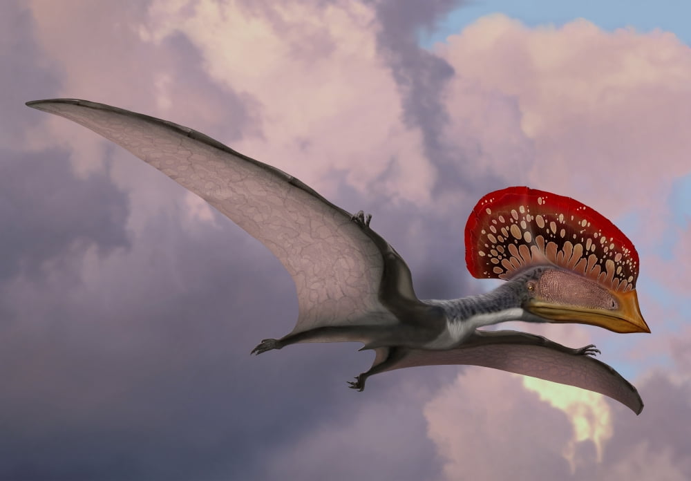 Caupedactylus ybaka an extinct pterosaur from the Cretaceous Period Canvas Art - Sergey KrasovskiyStocktrek Images (17 x 12)