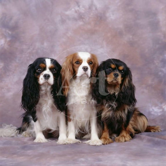 Cavalier King Charles Spaniel Dog Three in Line, Animals Unframed Photographic Print Wall Art Sold by ArtCom