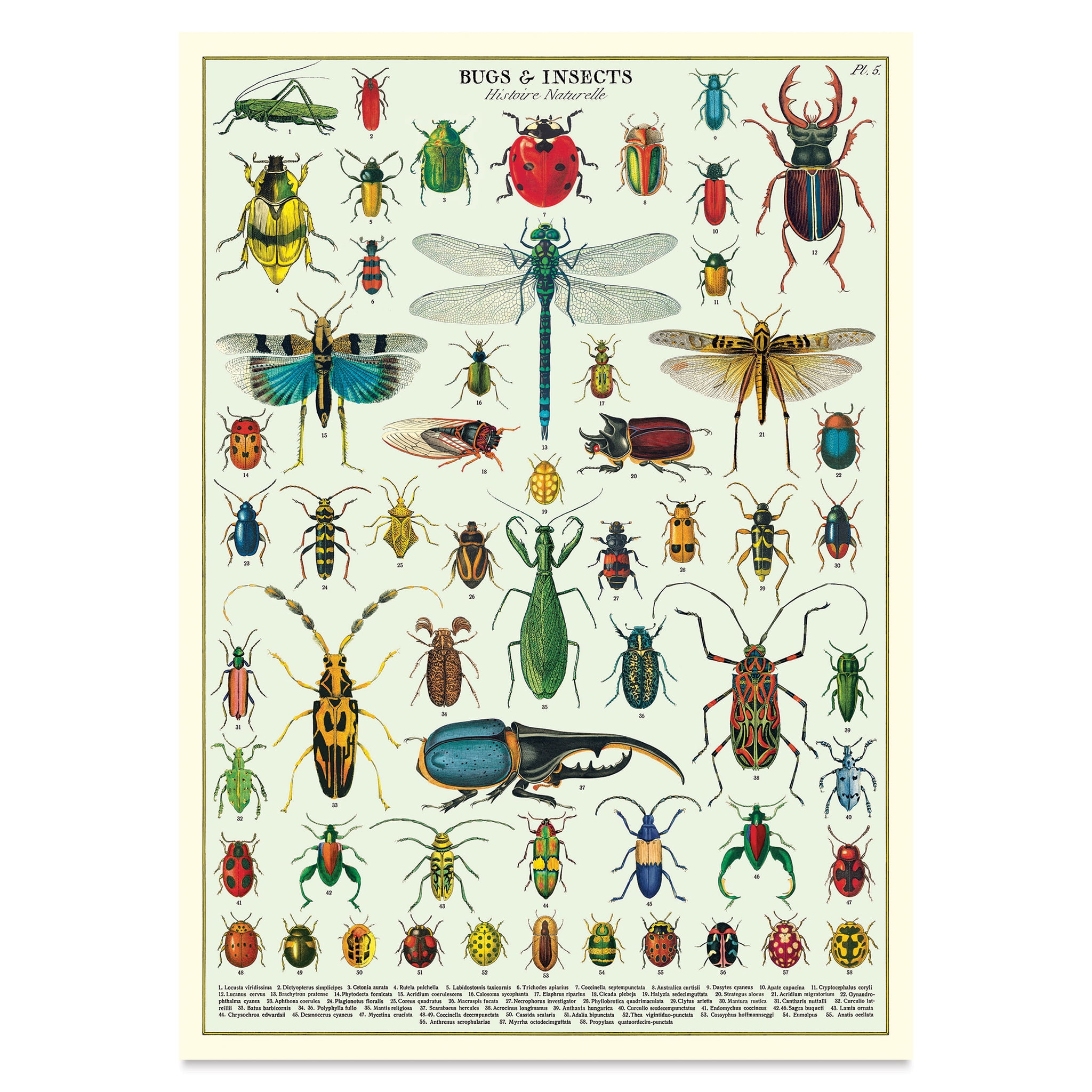 Vintage Bugs and Insects Educational Poster on Cream Paper