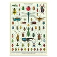 thumbnail image 1 of Cavallini Gift Wrap-Bugs & Insects, 1 of 4