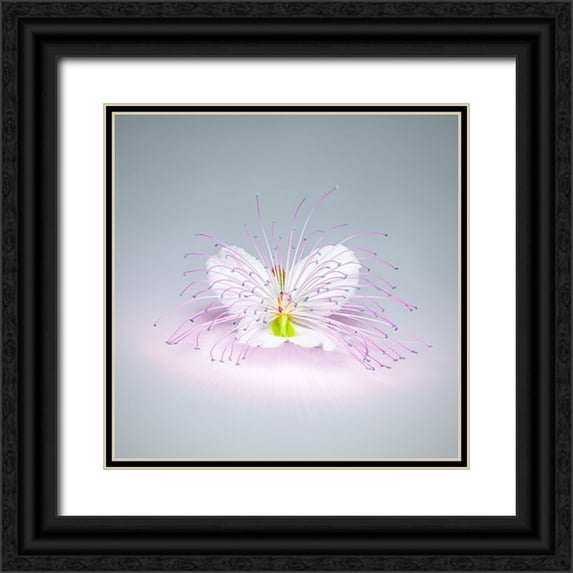 Cavallo, Rico 26x26 Black Ornate Wood Framed with Double Matting Museum Art Print Titled - Caper Flower