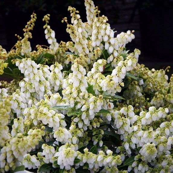 Cavatine Pieris - Pieris japonica 'Cavatine'