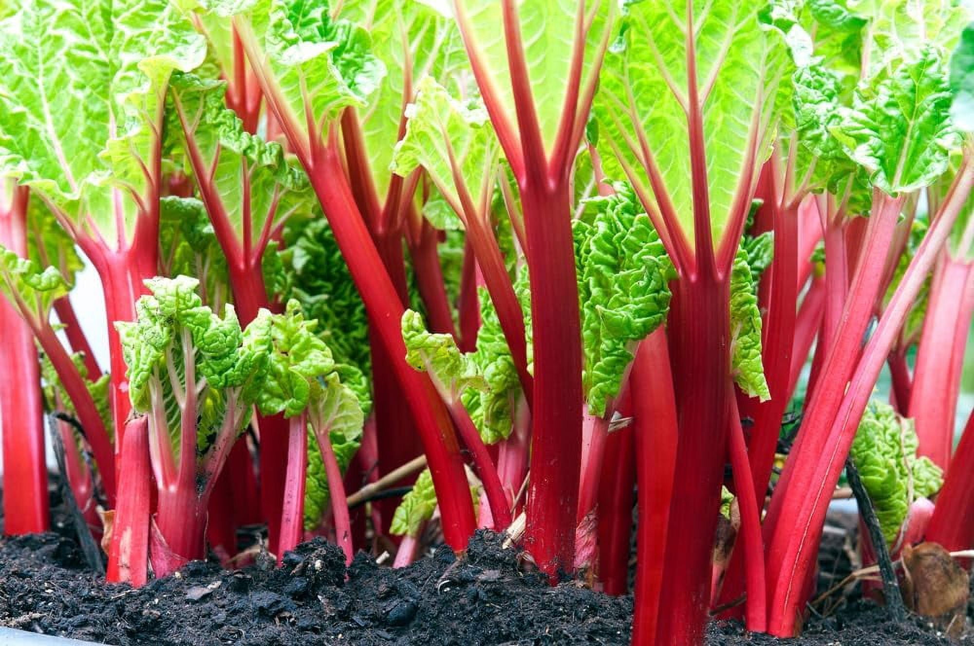 Cawood Delight Rhubarb Crowns for Planting - Large Healthy Roots - No ...