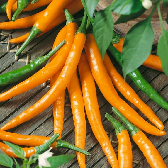 Cayenne Orange Hot Pepper Seeds - 300 Mg Packet ~50 Seeds - Non-GMO - Vegetable Garden - Capsicum annuum