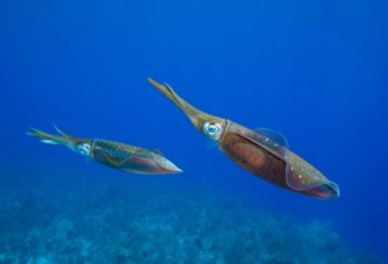Cayman Islands Caribbean Reef Squid Marine Life Canvas Art - Paul Souders DanitaDelimont (26 x 18)