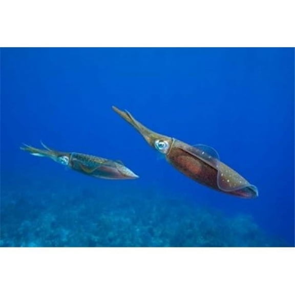 Cayman Islands Caribbean Reef Squid Marine Life Poster Print by Paul Souders, 26 x 18