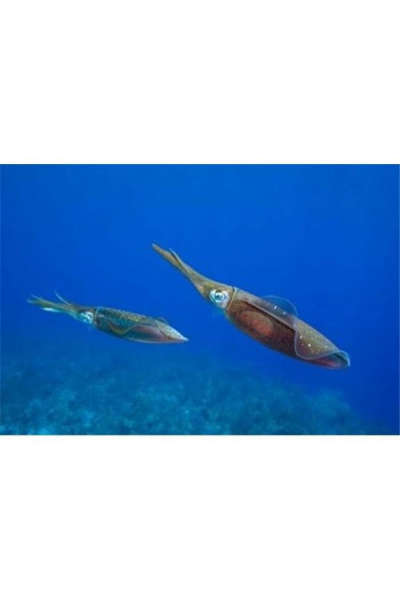 Cayman Islands Caribbean Reef Squid Marine Life Poster Print by Paul Souders, 26 x 18