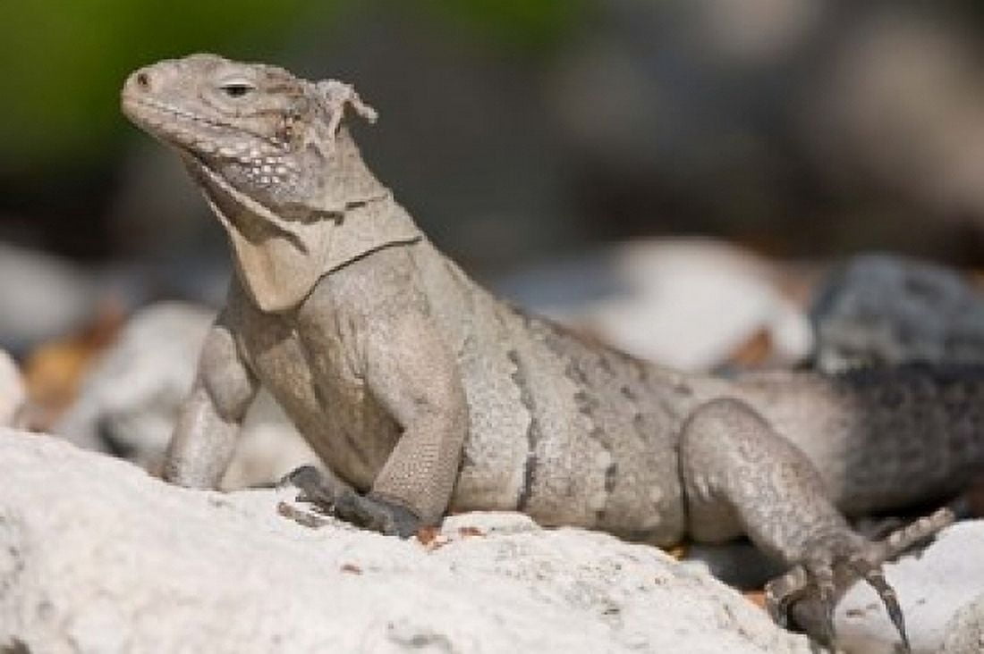 Cayman Islands Caymans iguana Lizard rocky beach Canvas Art - Paul Souders DanitaDelimont (36 x 24)