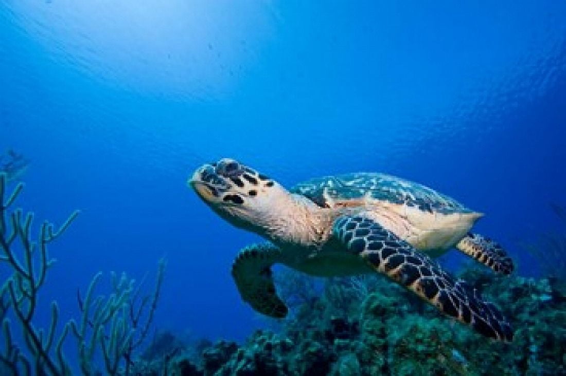 Cayman Islands Hawksbill Sea Turtle and coral reef Canvas Art - Paul Souders DanitaDelimont (26 x 18)