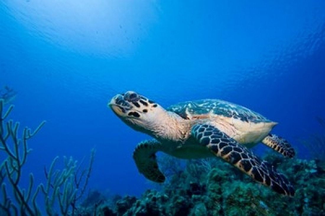 Cayman Islands Hawksbill Sea Turtle and coral reef Canvas Art - Paul Souders DanitaDelimont (36 x 24)