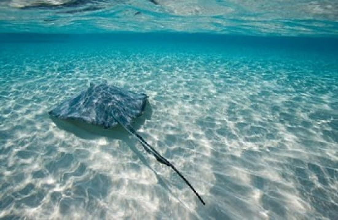 Cayman Islands Southern Stingray in Caribbean Sea Canvas Art - Paul Souders DanitaDelimont (36 x 24)