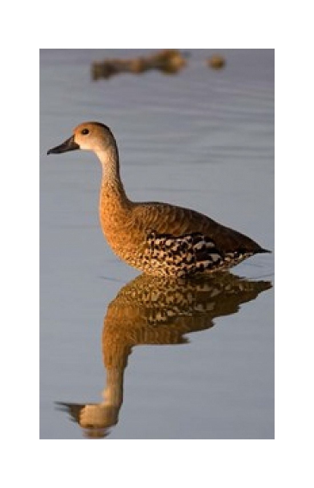 Cayman Islands West Indian Whistling Duck Canvas Art - Paul Souders DanitaDelimont (17 x 27)