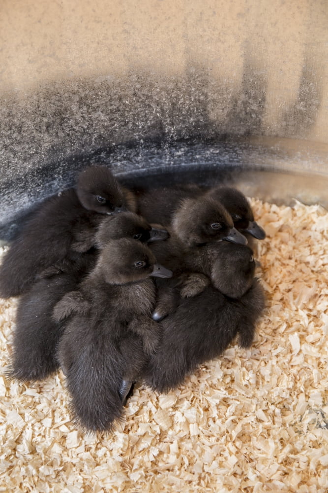 Cayuga ducklings huddled together under a heat lamp for warmth Poster Print by Horton (24