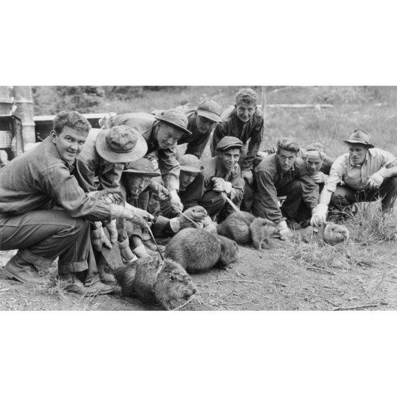 Ccc Enrollees Ready To Transplant Wild Beavers History (24 x 18)