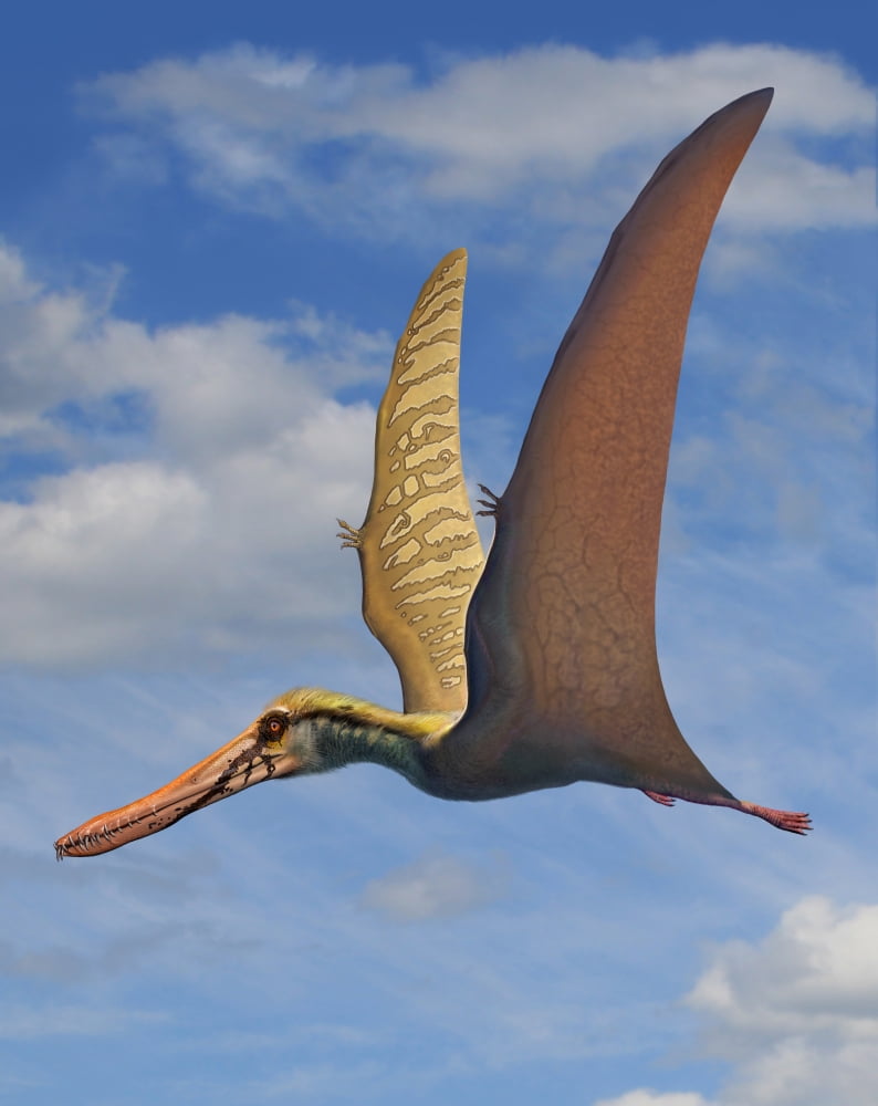 Cearadactylus atrox a large pterosaur from the Cretaceous Period Canvas Art - Sergey KrasovskiyStocktrek Images (26 x 32)