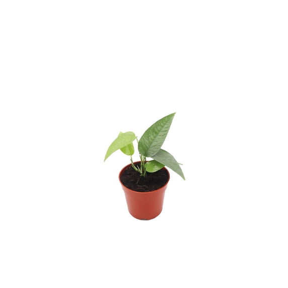 Cebu Blue Pothos - 4" from California Tropicals