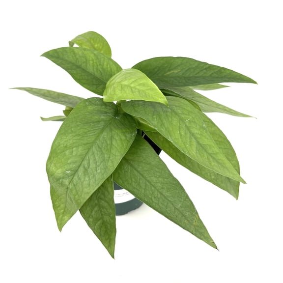 Cebu Blue Pothos, Easy Air Purifying Houseplant, 4" Pot