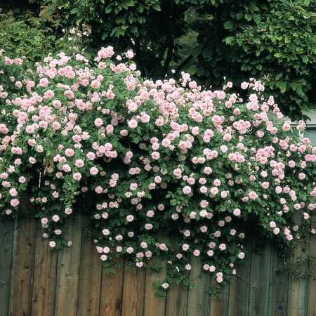 Cecile Brunner Dormant Bare Root Climbing Rose, Includes one dormant plant per order