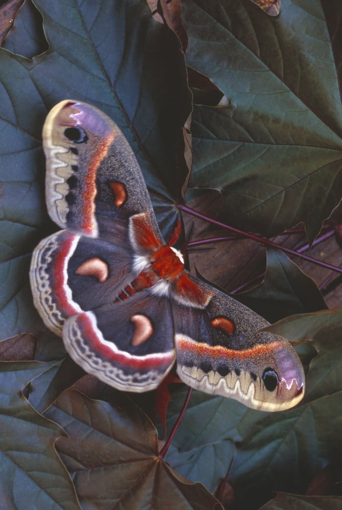Cecropia Moth On Leaves Canvas Art - Natural Selection Anita Weiner Design Pics (24 x 36)