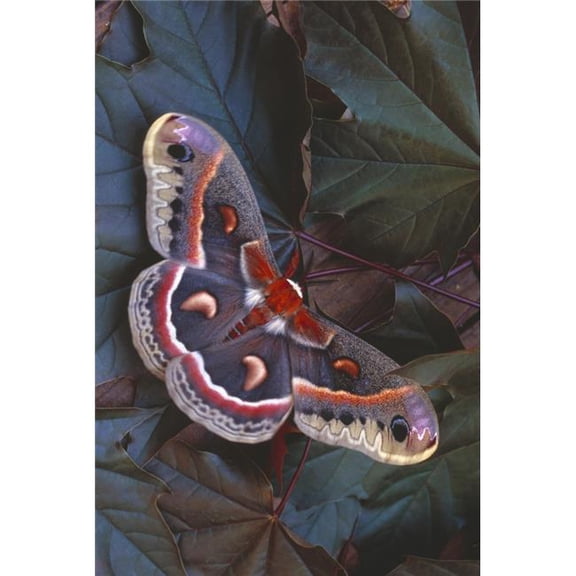 Cecropia Moth On Leaves Poster Print by Natural Selection Anita Weiner, 24 x 36 - Large