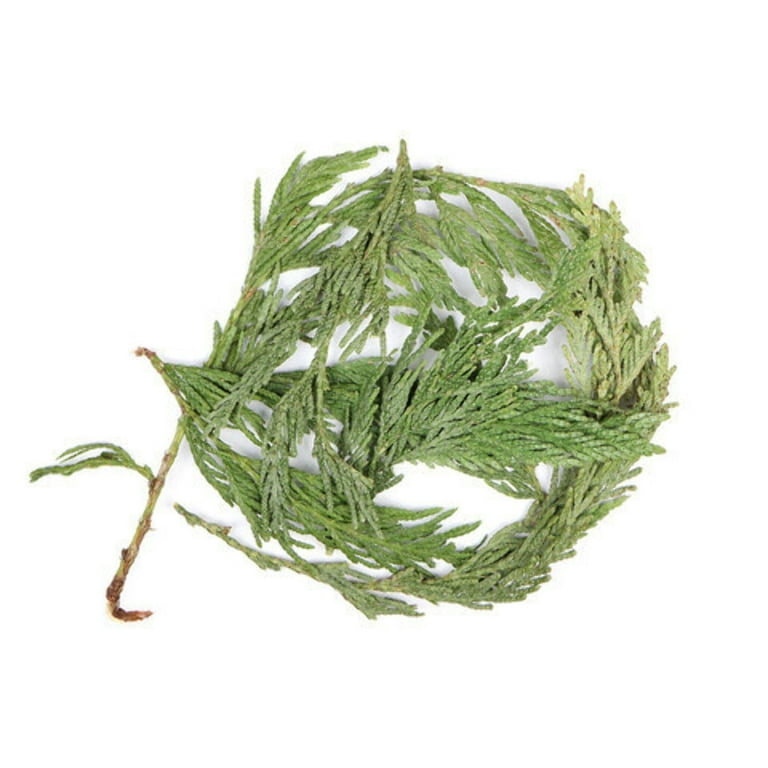 Cedar Leaf Tips Cedar Leaf Tips