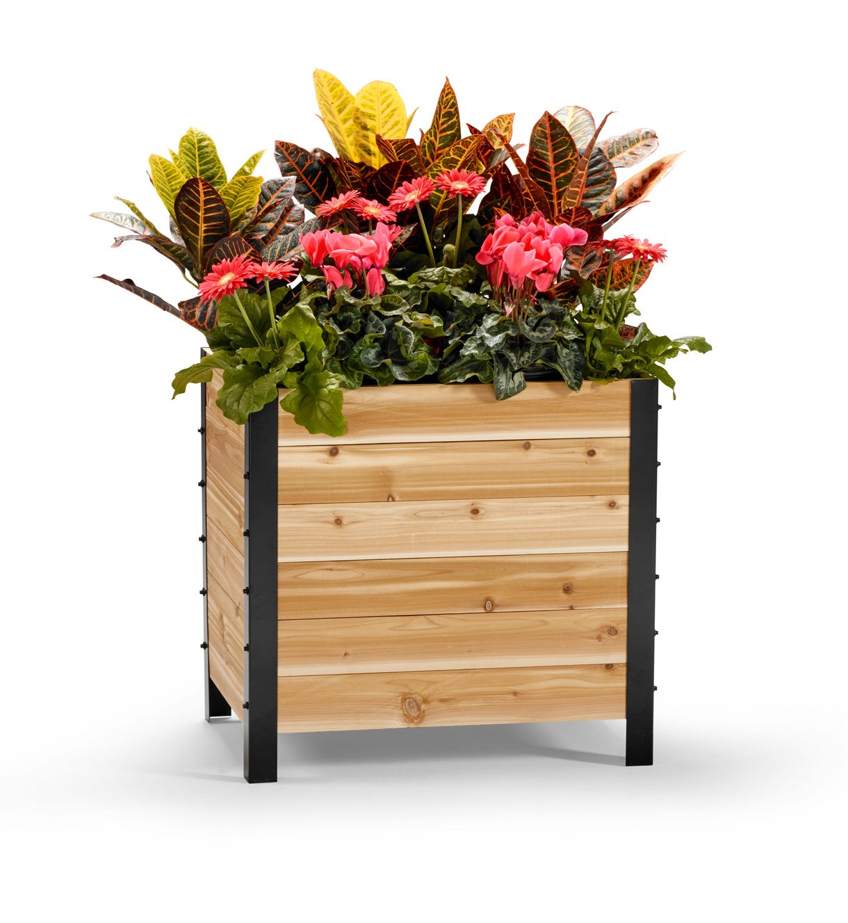 Cedar Planters 100 Canadian Cedar Wood Raised Elevated Garden Bed