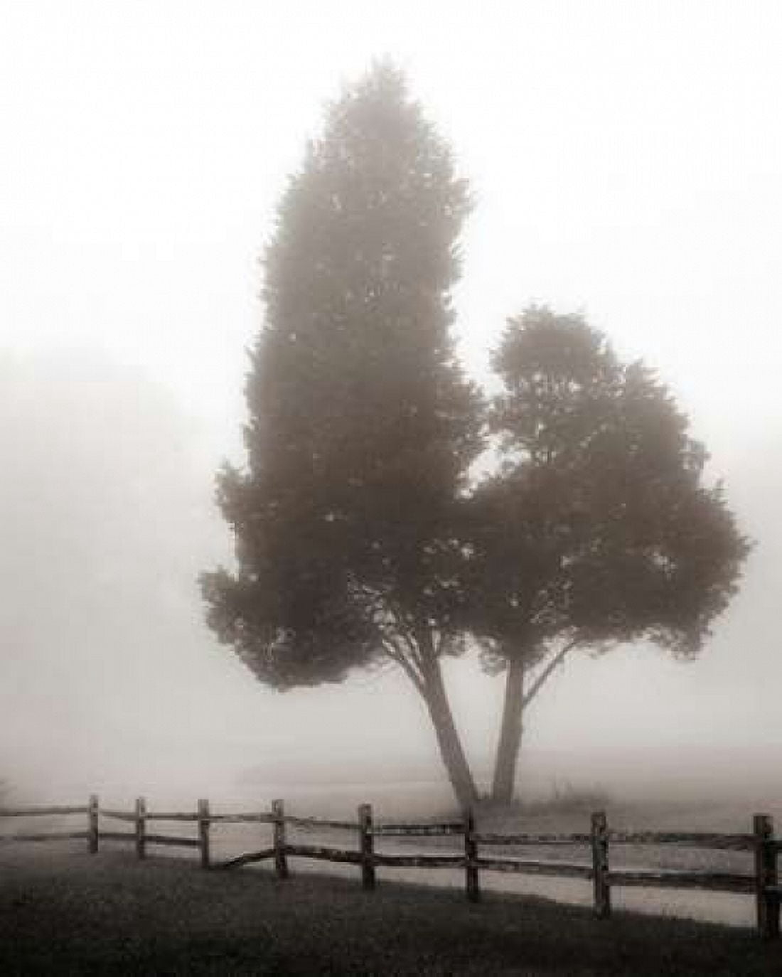 Cedar Tree and Fence Canvas Art - Nicholas Bell (24 x 30)