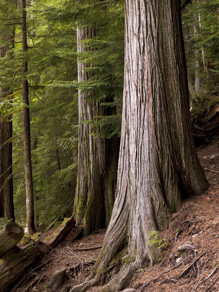 Cedar Trees Whistler British Columbia Canvas Art - Keith Levit Design Pics (13 x 18)