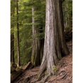 thumbnail image 1 of Cedar Trees  Whistler  British Columbia Poster Print, 1 of 2