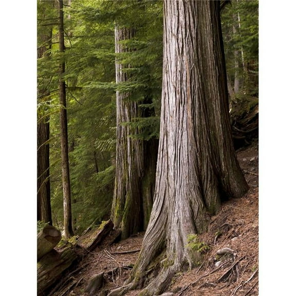 Cedar Trees  Whistler  British Columbia Poster Print