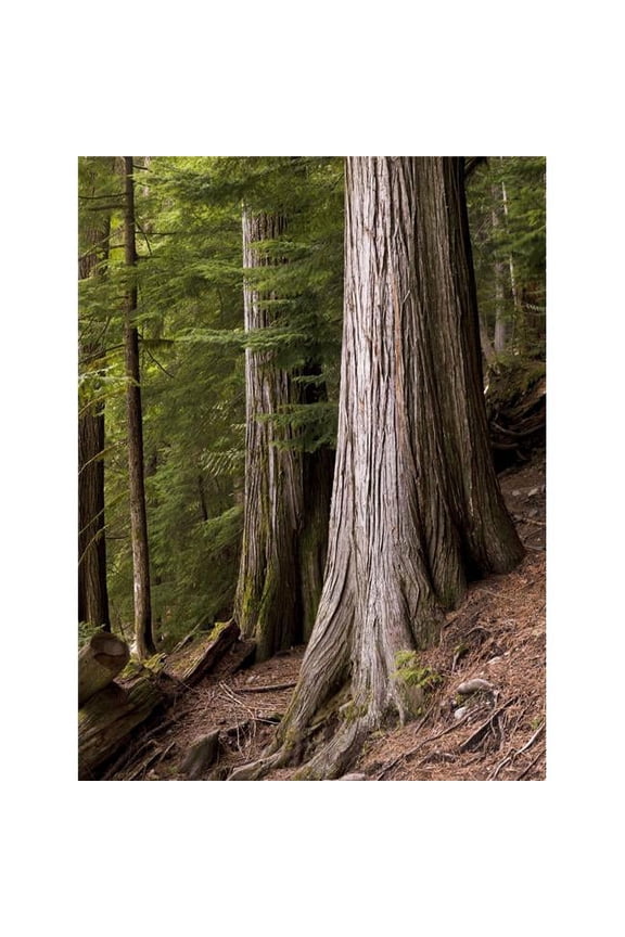 Cedar Trees  Whistler  British Columbia Poster Print