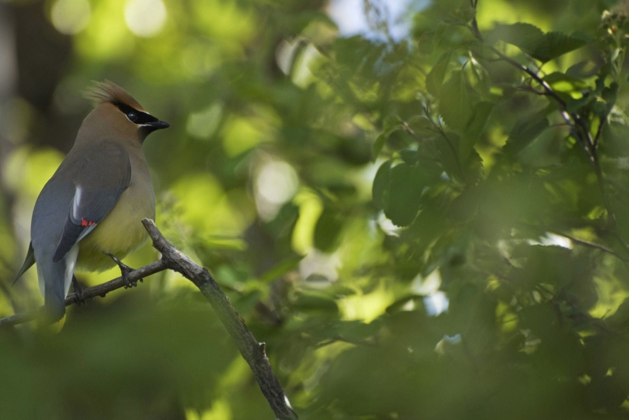 Cedar Waxwing (Bombycilla Cedrorum) On A Tree Branch Calgary Alberta Canada Canvas Art - Philippe Widling Design Pics (40 x 26)